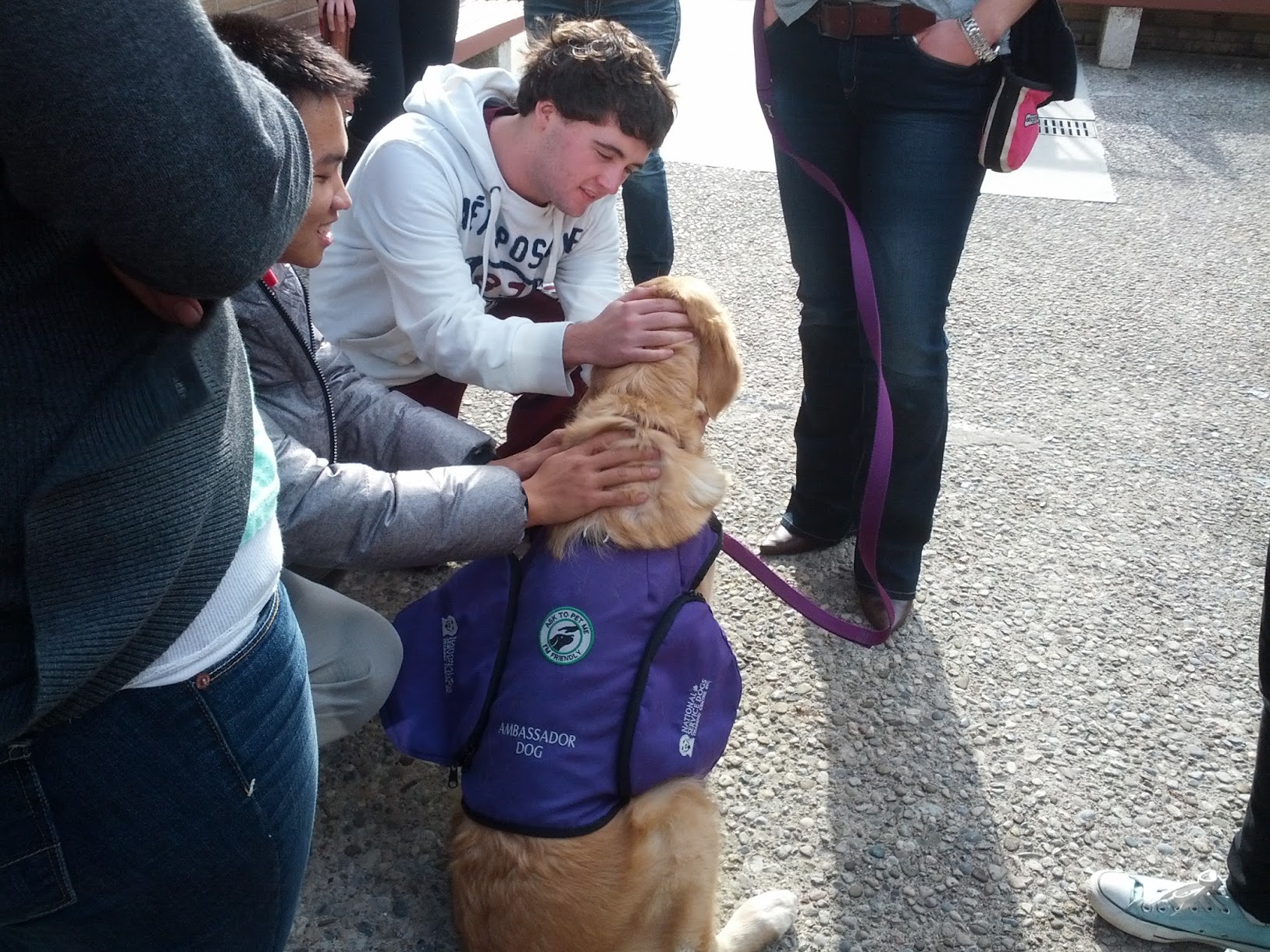 Puppies in the Engineering Society lounge